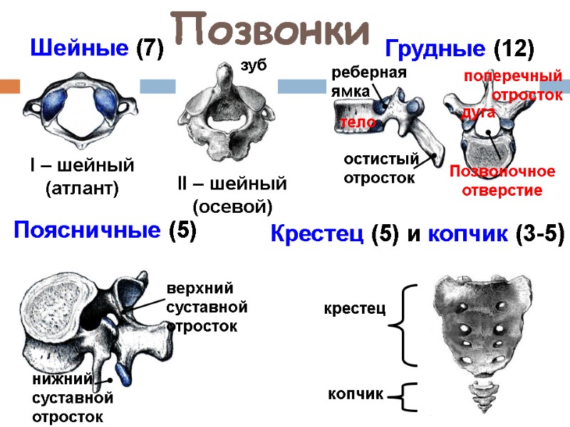 Позвонки Шейные (7) Грудные (12) Поясничные (5) Крестец (5) и копчик (3-5) I –